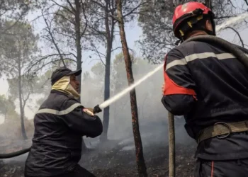 Six Killed as Wildfires Sweep Through Northern Algeria