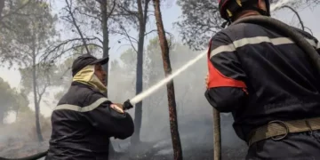 Six Killed as Wildfires Sweep Through Northern Algeria