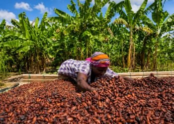 Ghana Proposes Jail Term for Illegal Conversion of Cocoa Farms