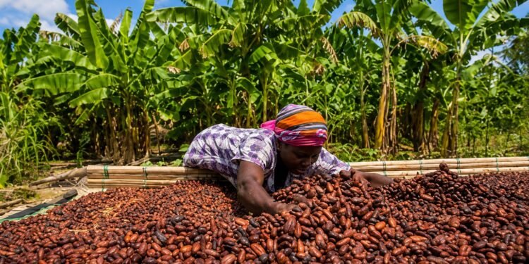 Ghana Proposes Jail Term for Illegal Conversion of Cocoa Farms