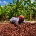 Ghana Proposes Jail Term for Illegal Conversion of Cocoa Farms