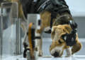Dognosis: How Dogs and AI Could Transform Early Cancer Detection