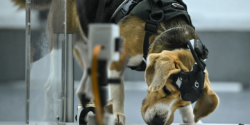 Dognosis: How Dogs and AI Could Transform Early Cancer Detection