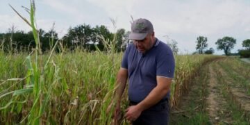 France’s Maize Farmers Face Major Losses as Heat and Drought Hit Crops