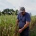 France’s Maize Farmers Face Major Losses as Heat and Drought Hit Crops