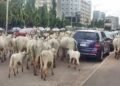 Oyo Impounds 10 Cows Over Alleged Open Grazing in Ibadan