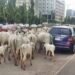 Oyo Impounds 10 Cows Over Alleged Open Grazing in Ibadan