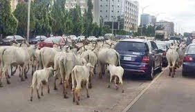Oyo Impounds 10 Cows Over Alleged Open Grazing in Ibadan