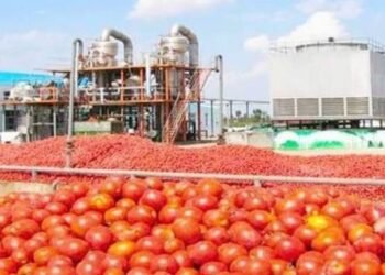 Vedfru: The Forgotten Tomato Factory That Once Powered Gombe’s Agricultural Economy