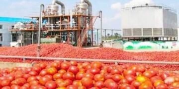 Vedfru: The Forgotten Tomato Factory That Once Powered Gombe’s Agricultural Economy