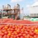 Vedfru: The Forgotten Tomato Factory That Once Powered Gombe’s Agricultural Economy