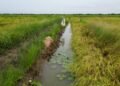 Fish in Senegal Rice Fields Help Fight Disease, Improve Yields and Boost Farmer Incomes
