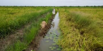 Fish in Senegal Rice Fields Help Fight Disease, Improve Yields and Boost Farmer Incomes