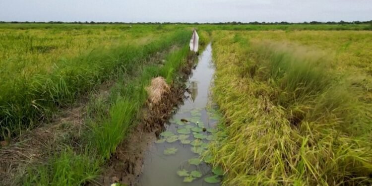 Fish in Senegal Rice Fields Help Fight Disease, Improve Yields and Boost Farmer Incomes