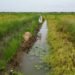 Fish in Senegal Rice Fields Help Fight Disease, Improve Yields and Boost Farmer Incomes