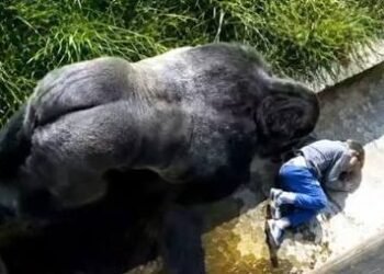 Jambo the silverback gorilla remembered for the 1986 incident involving a young boy at Jersey Zoo.
