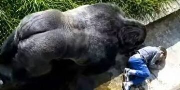 Jambo the silverback gorilla remembered for the 1986 incident involving a young boy at Jersey Zoo.
