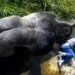Jambo the silverback gorilla remembered for the 1986 incident involving a young boy at Jersey Zoo.